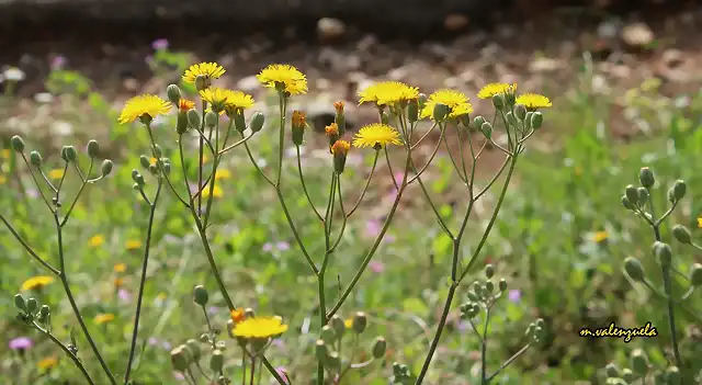 12, florecillas, marca