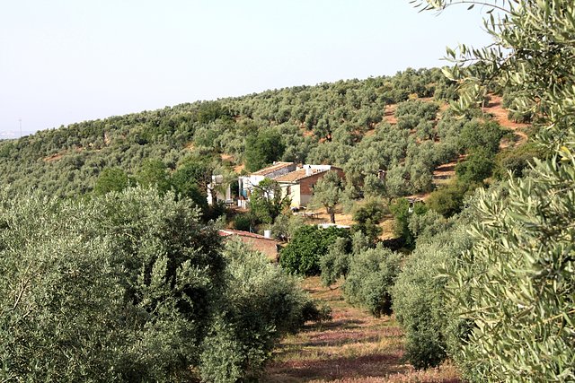 cortijo de sopas