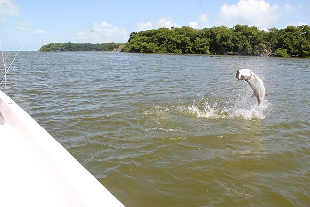 Roques 2011 - Salto tarpon2