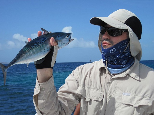 Roques 2011 - falsealbacore2