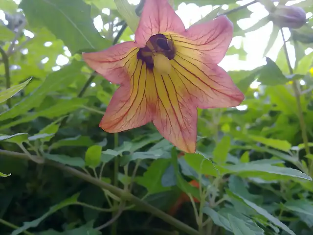 Canarina Canariensis