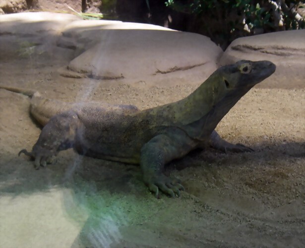 Varanus komodoensis Varanus komodoensis