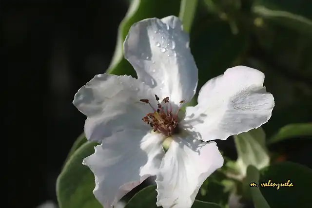 10, flor del membrillo, marca