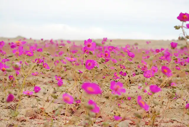 Desierto_florido_2010