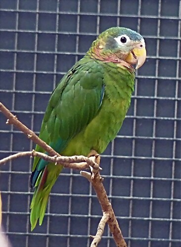 Amazona collaria Amazona collaria