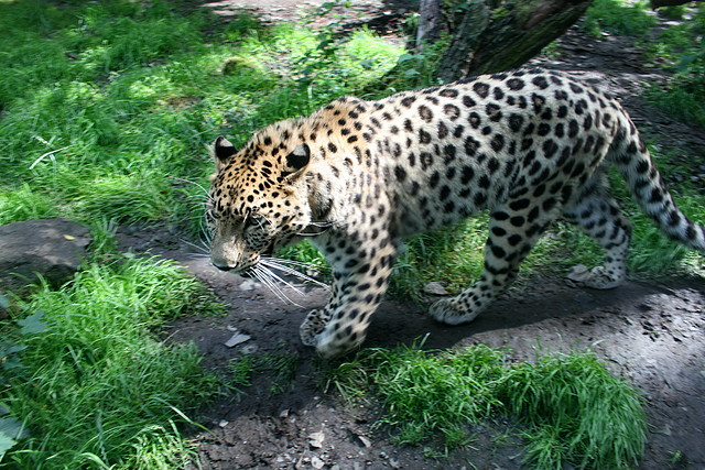Zoo Praga 21-06-11 884 Zoo Praga 21-06-11 884