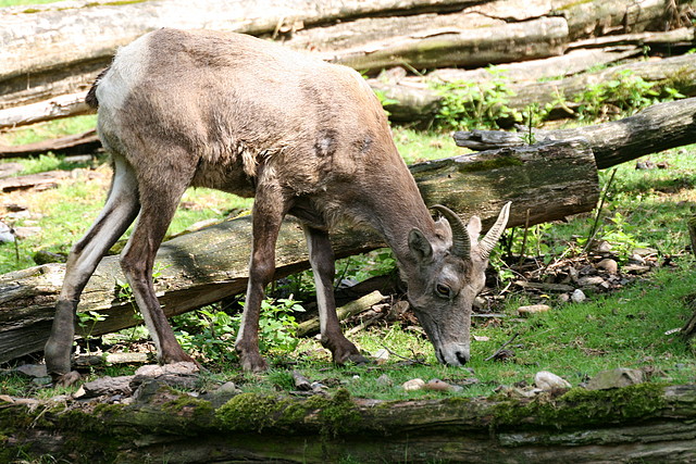 Zoo Praga 21-06-11 872 Zoo Praga 21-06-11 872