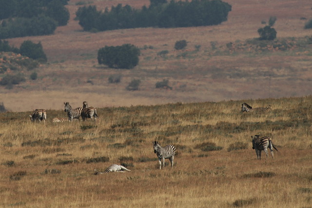 Suikerbosrand Nature Reserve 9-05-09 047 Suikerbosrand Nature Reserve 9-05-09 047