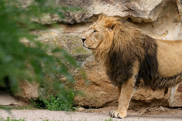 Zoo Praga 21-06-11 831 Zoo Praga 21-06-11 831
