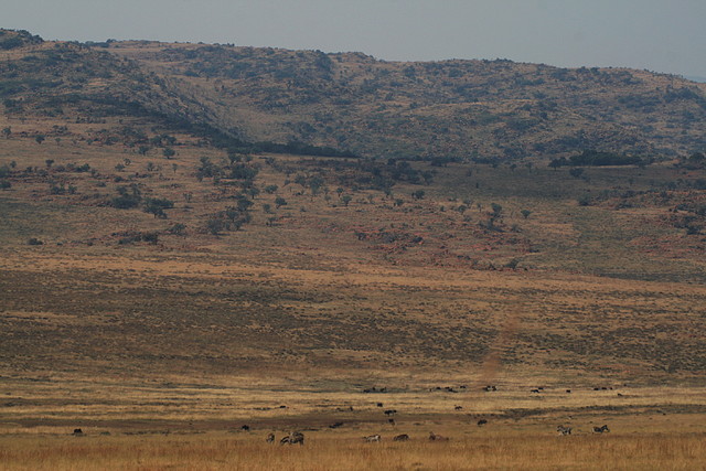 Suikerbosrand Nature Reserve 9-05-09 052 Suikerbosrand Nature Reserve 9-05-09 052