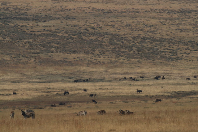 Suikerbosrand Nature Reserve 9-05-09 051 Suikerbosrand Nature Reserve 9-05-09 051