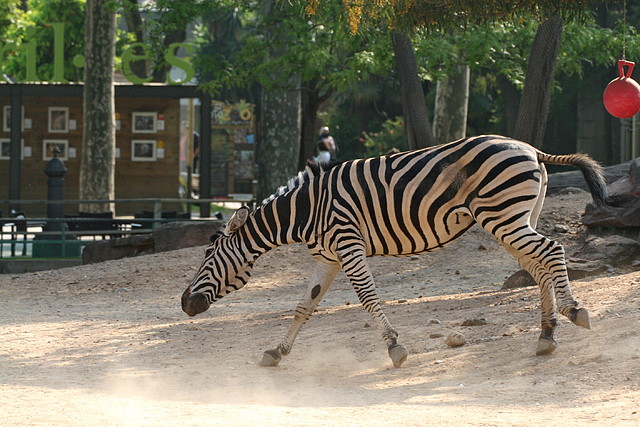 Zoo de Barcelona 20-04-11 444 Zoo de Barcelona 20-04-11 444