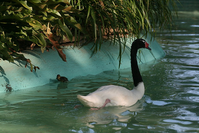 Zoo de Barcelona 20-04-11 631 Zoo de Barcelona 20-04-11 631