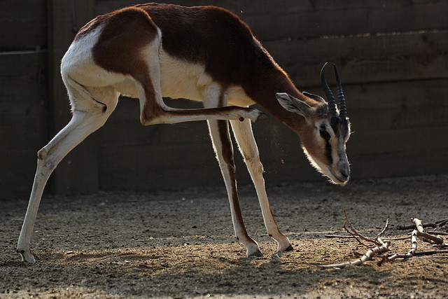 Zoo de Barcelona 19-02-12 576 Zoo de Barcelona 19-02-12 576