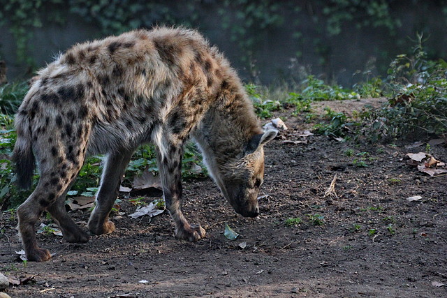 Zoo de Barcelona 19-02-12 604 Zoo de Barcelona 19-02-12 604