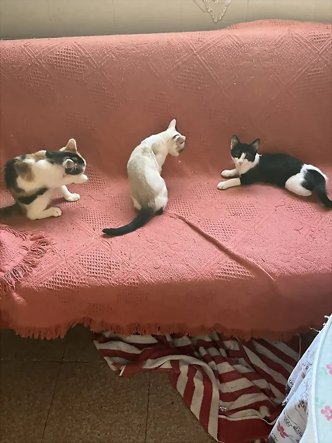gatas25-1 gatas25-1