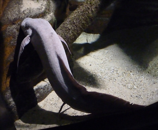 Protopterus aethiopicus (24-9-18 Artis) Protopterus aethiopicus (24-9-18 Artis)