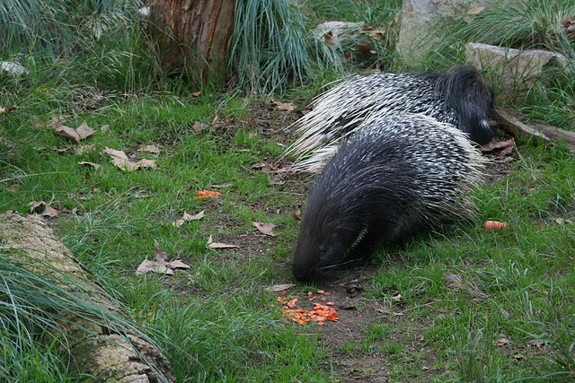 Zoo de Barcelona 05-11-10 780 Zoo de Barcelona 05-11-10 780
