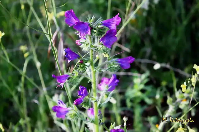 006, flores moradas, marca