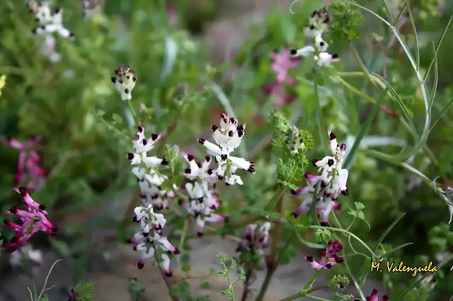 004, florecillas silvestres, marca