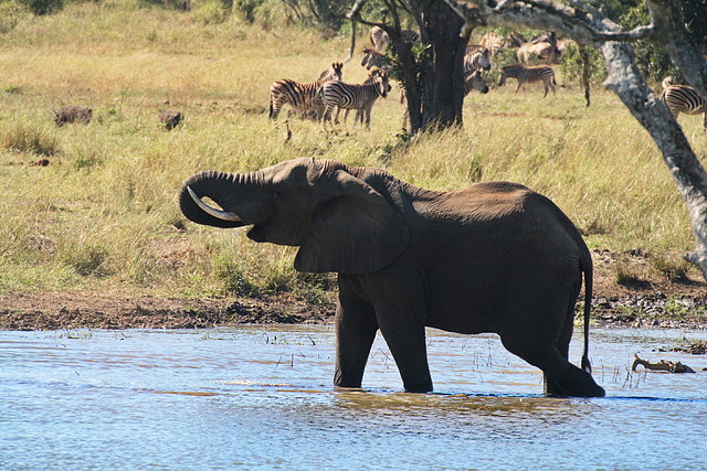 Kruger National Park 28-31 mayo 2009 1191 Kruger National Park 28-31 mayo 2009 1191