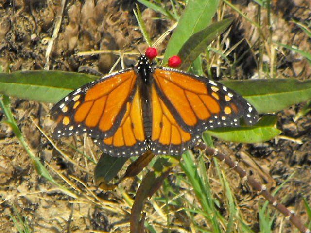 Mariposa