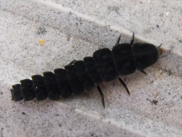 Larva De Luciernaga