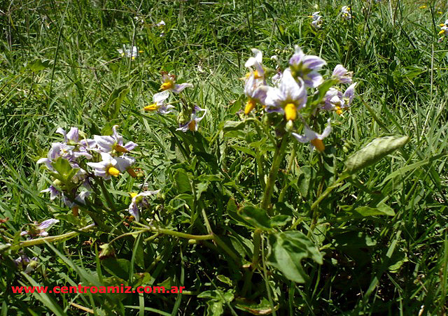 Flores Silvestres