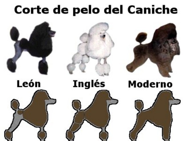 pelo-caniche