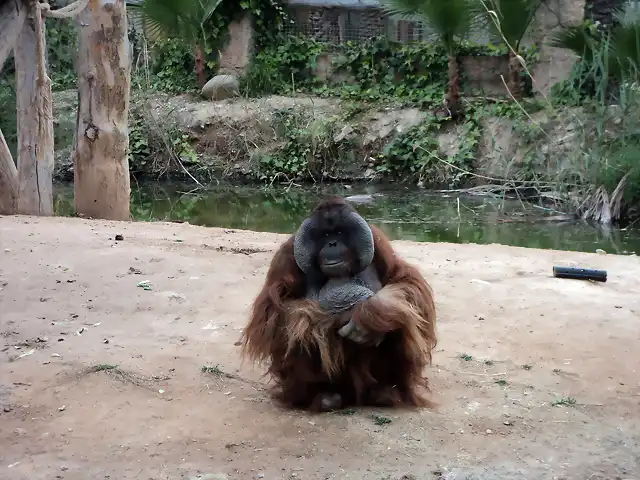 Orangut?n de Borneo (Pongo pygmaeus).