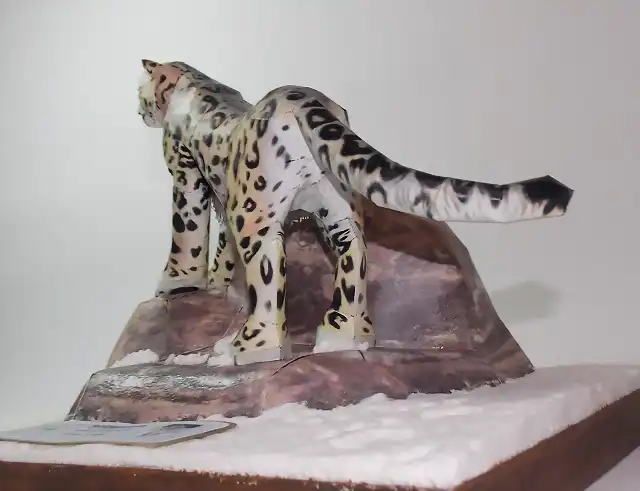 Leopardo de las nieves (12)