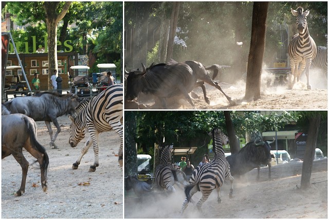 zebra vs. nyu2 zebra vs. nyu2