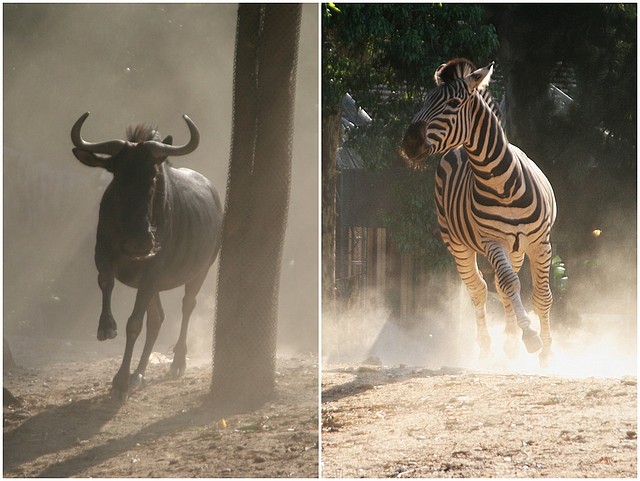 zebra vs. nyu zebra vs. nyu