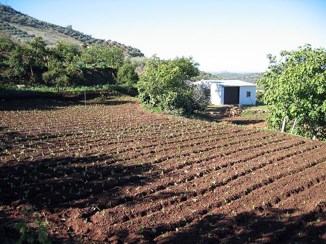 tabla de cebollas