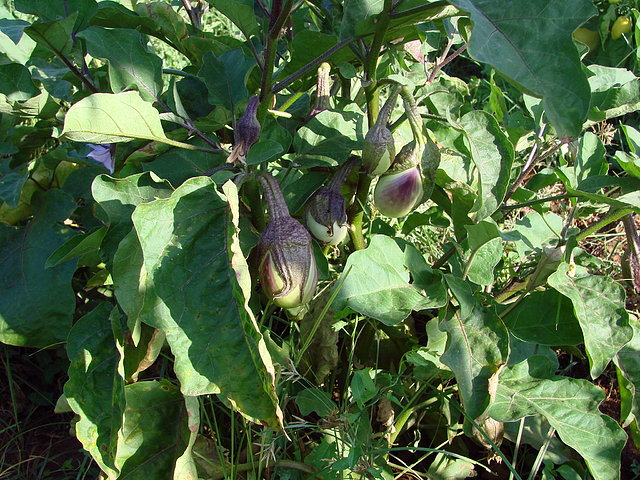 mata de berengenas