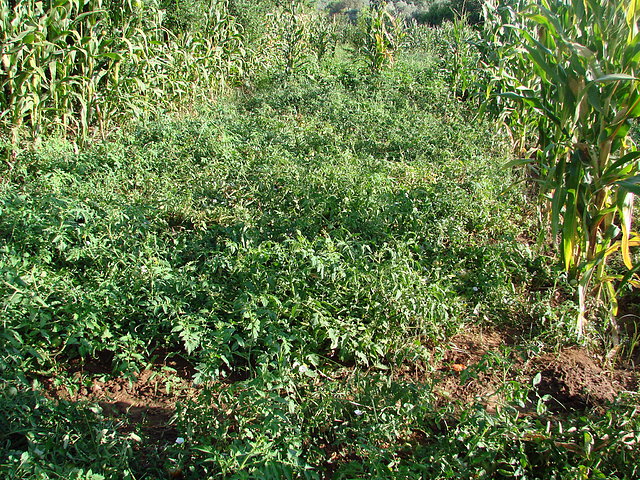 tabla de tomates de tierra