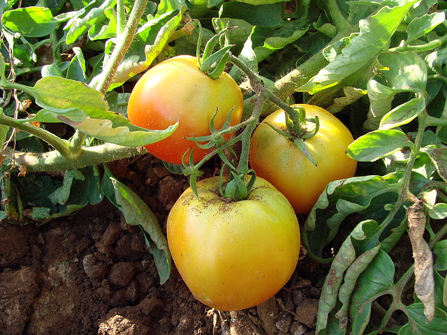 tomates enteros