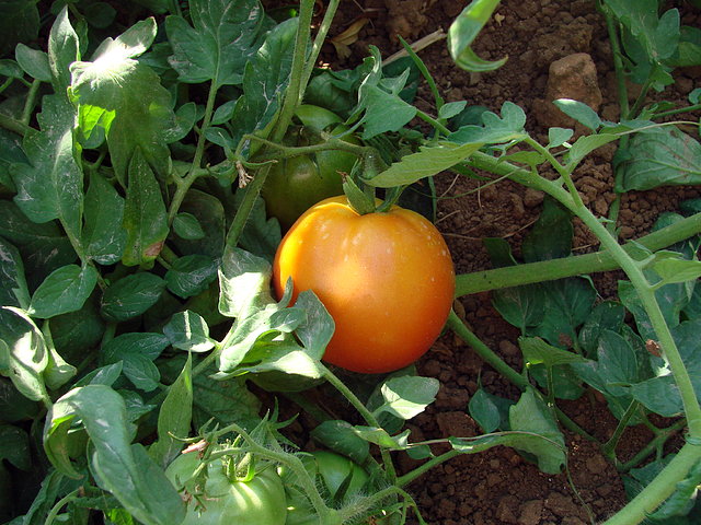 tomate maduro