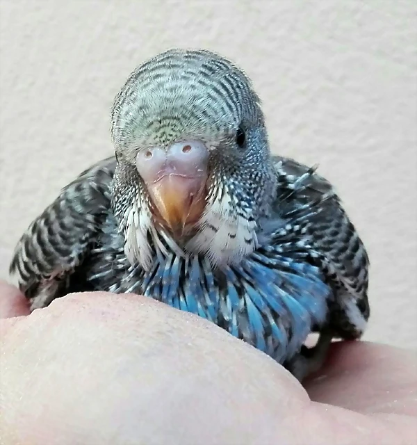 pollo3a pollo3a