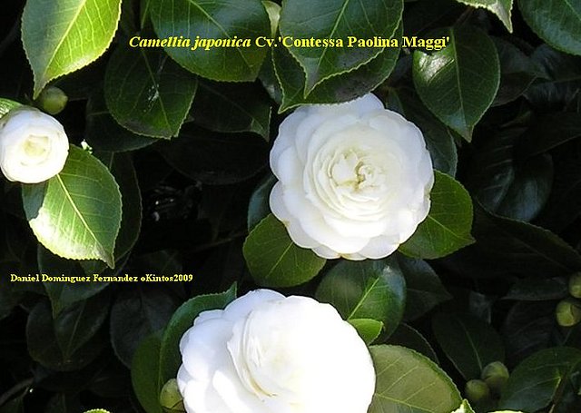 Camellia japonica 'Contessa Paolina Maggi'