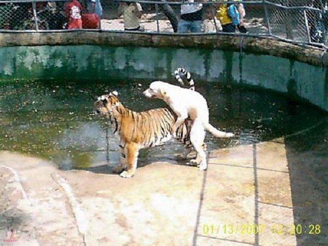 PERRO PERRO
