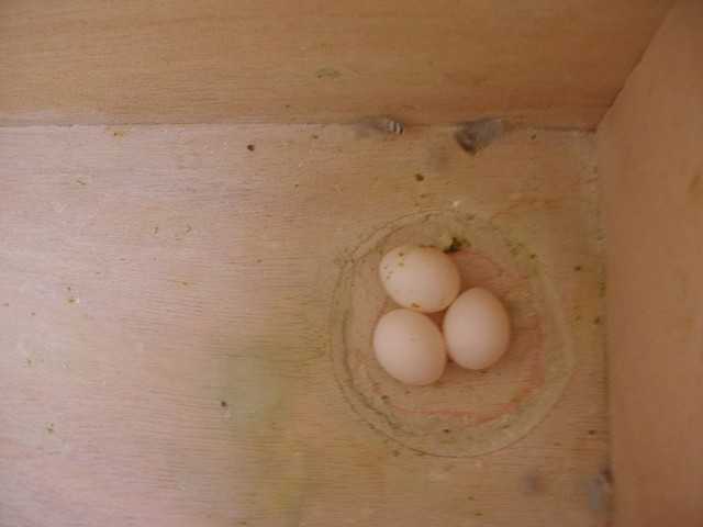 2 nidada 3 huevos