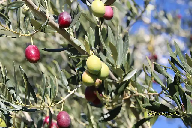 16, aceitunas 1, marca