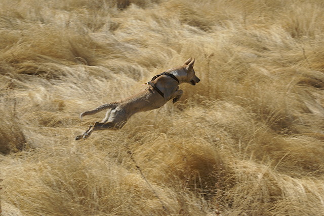 DSC05455 DSC05455