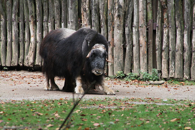 Zoos Duisburg y Krefeld 02-10-09 659 Zoos Duisburg y Krefeld 02-10-09 659