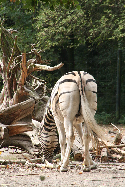 Zoos Duisburg y Krefeld 02-10-09 661 Zoos Duisburg y Krefeld 02-10-09 661