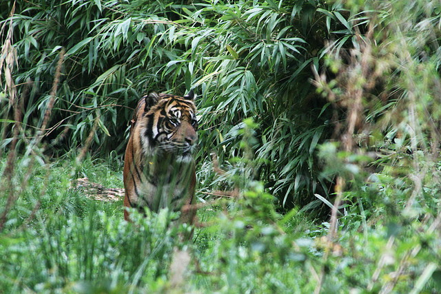 Zoos Duisburg y Krefeld 02-10-09 673 Zoos Duisburg y Krefeld 02-10-09 673