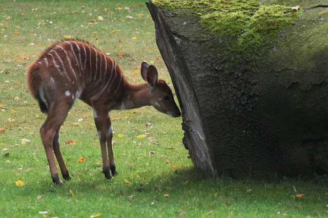 Zoos Duisburg y Krefeld 02-10-09 681 Zoos Duisburg y Krefeld 02-10-09 681