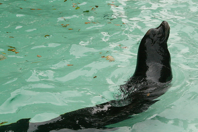 Zoos Duisburg y Krefeld 02-10-09 601 Zoos Duisburg y Krefeld 02-10-09 601