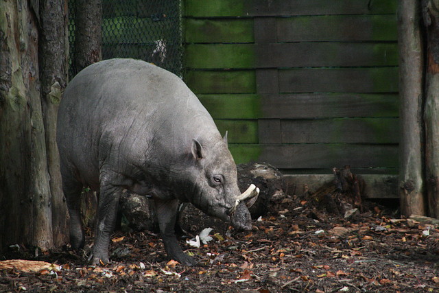 Zoos Duisburg y Krefeld 02-10-09 636 Zoos Duisburg y Krefeld 02-10-09 636